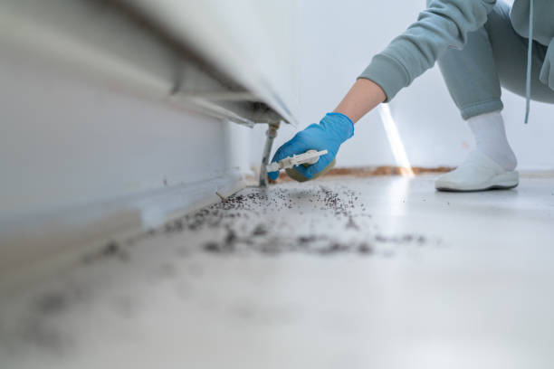 Best Termite Control Services  in Alhambra, CA